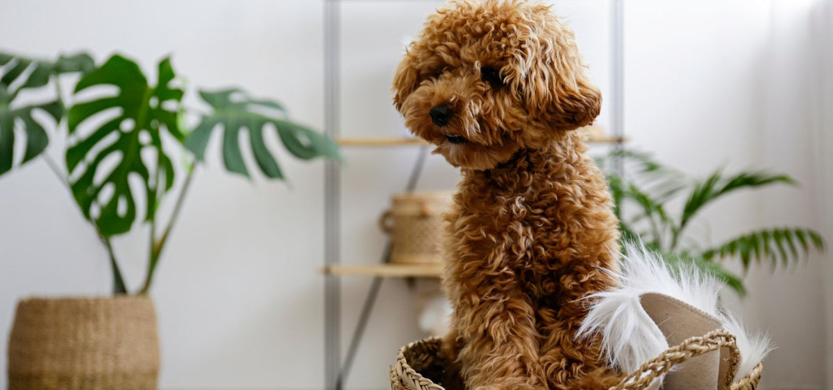 Pies sam w domu - jak zapewnić mu bezpieczeństwo i komfort?
