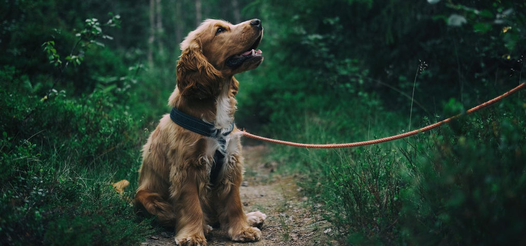 Spacer w lesie z psem: Jak zapewnić bezpieczeństwo przed kleszczami?