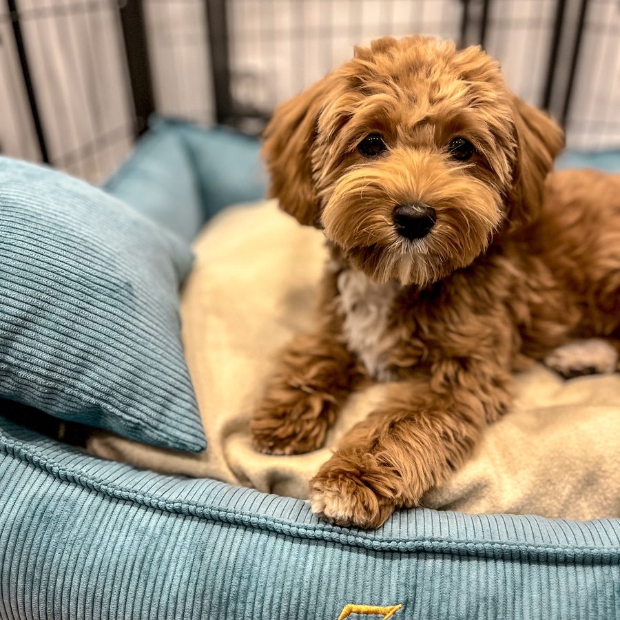 Zoe — maltipoo
