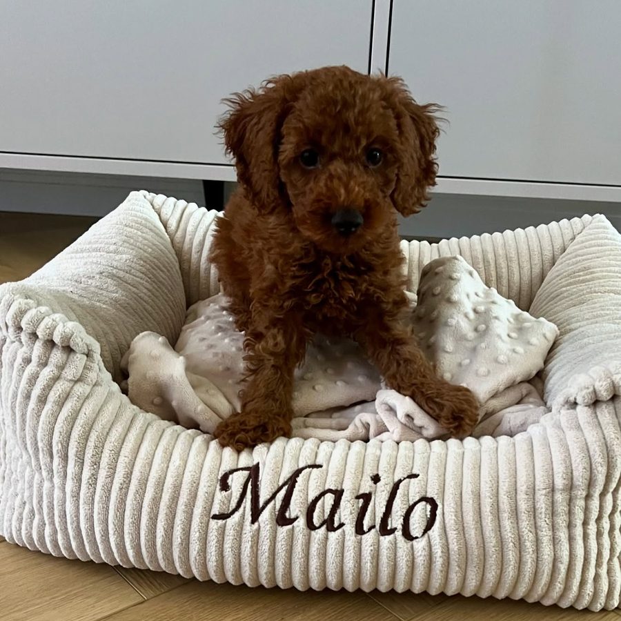 Mailo — pudel miniaturowy
