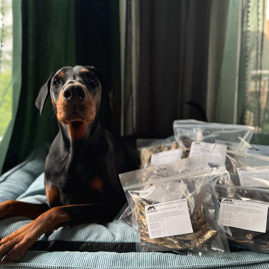 Maelle — doberman