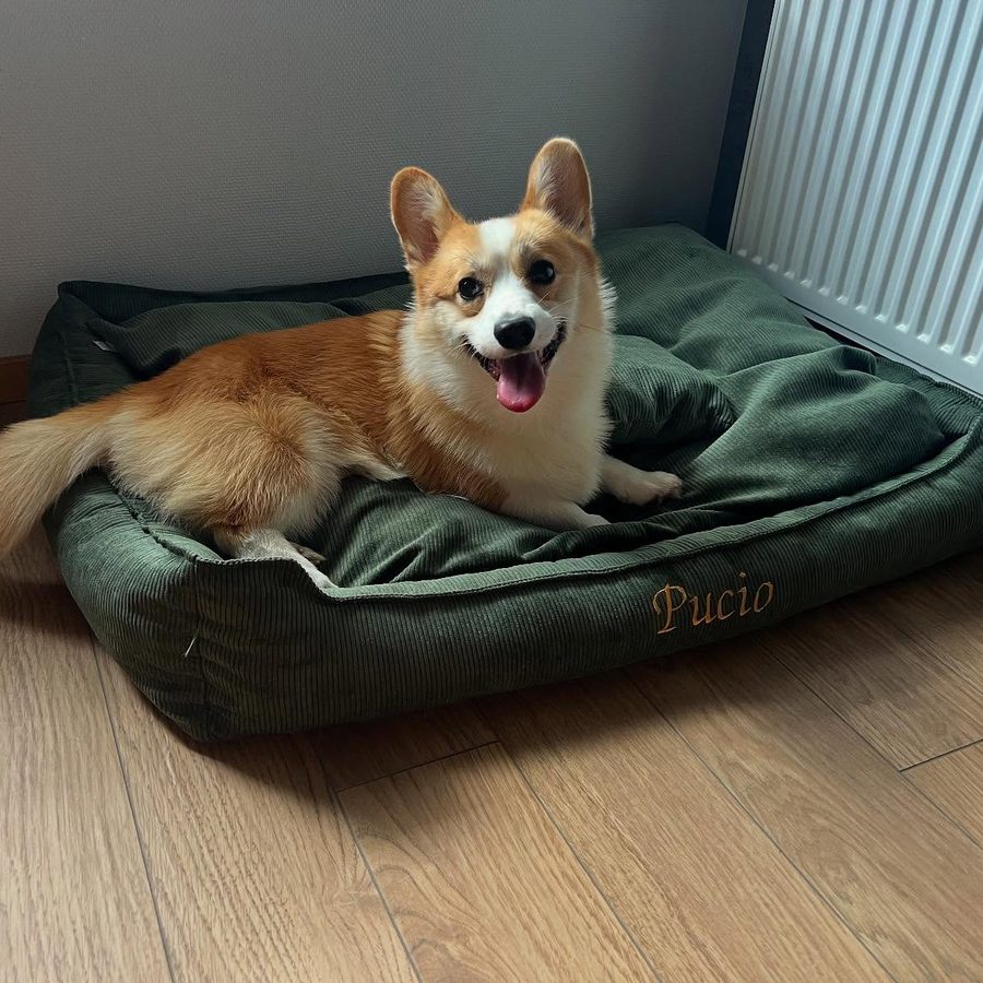 Pucio — corgi