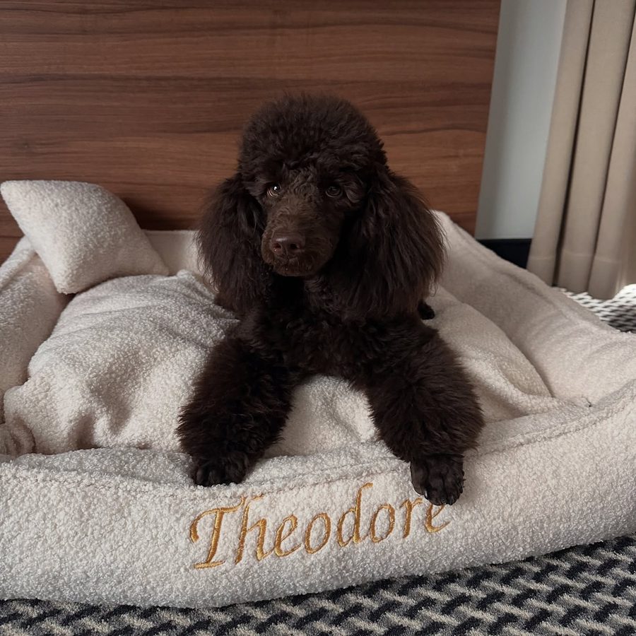 Theodore — pudel miniaturowy