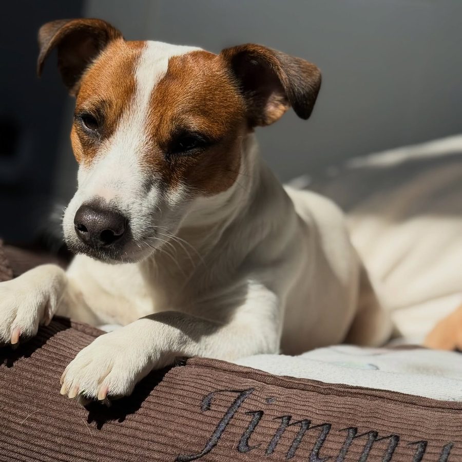 Jimmy — jack russell terrier