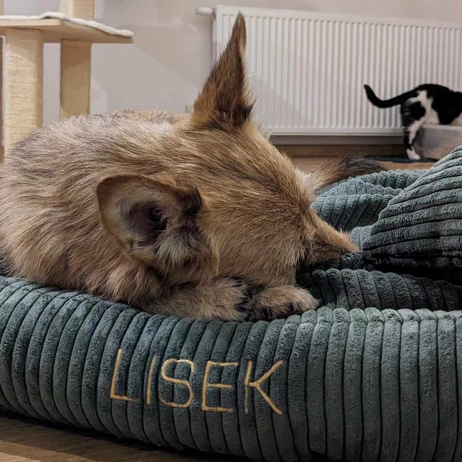Lisek — i brat Julian w tle