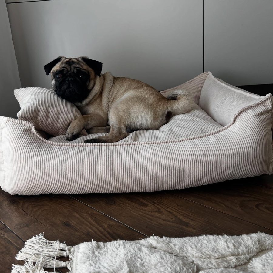Ryszard — mops