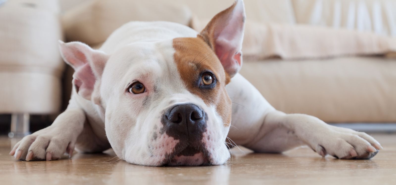Rozłąka z psem w wakacje - jak zapewnić mu opiekę i komfort podczas twojej nieobecności?