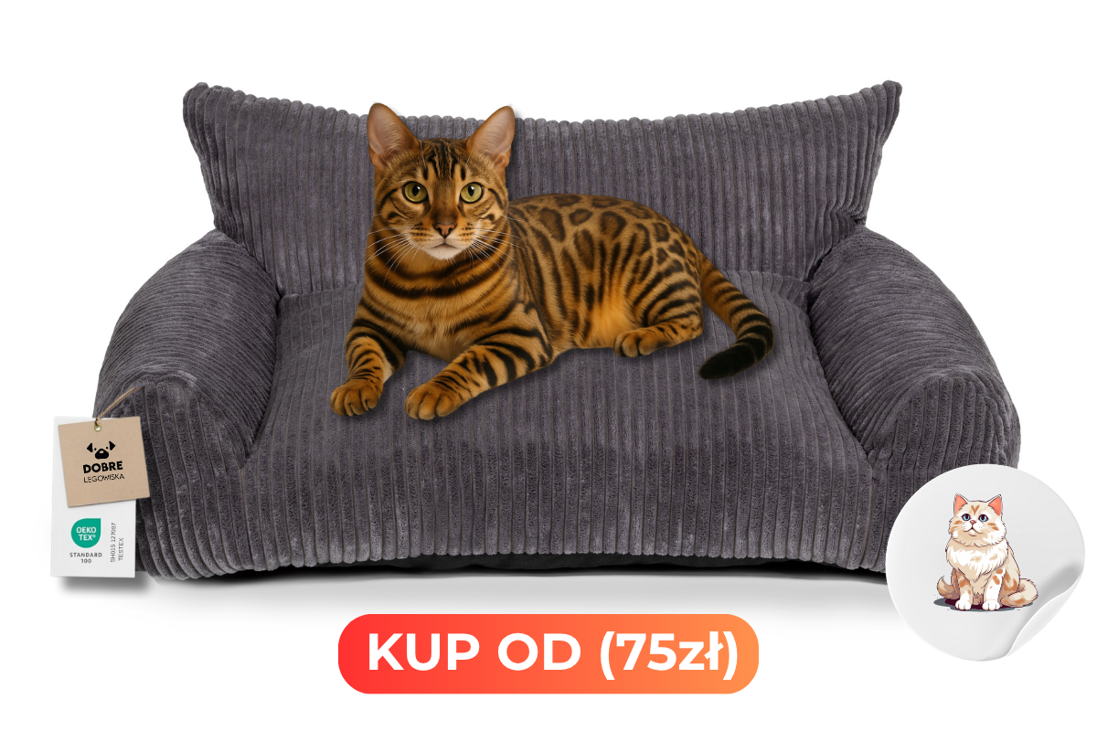Kitty Linci