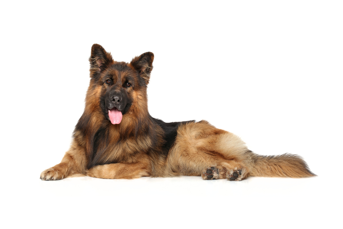 Legowiska dla Owczarka Niemieckiego