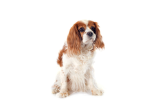 Cavalier