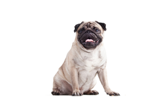 Mops