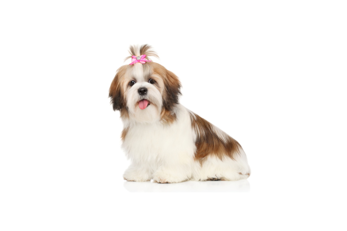 Legowisko dla Shih Tzu