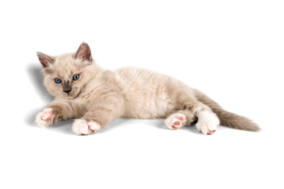 Legowiska dla kotów