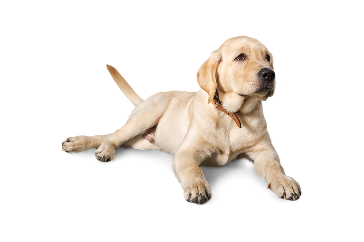 Legowiska dla Labrador Retriever