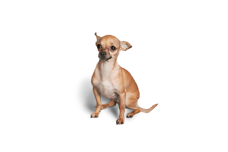 Legowiska dla Chihuahua
