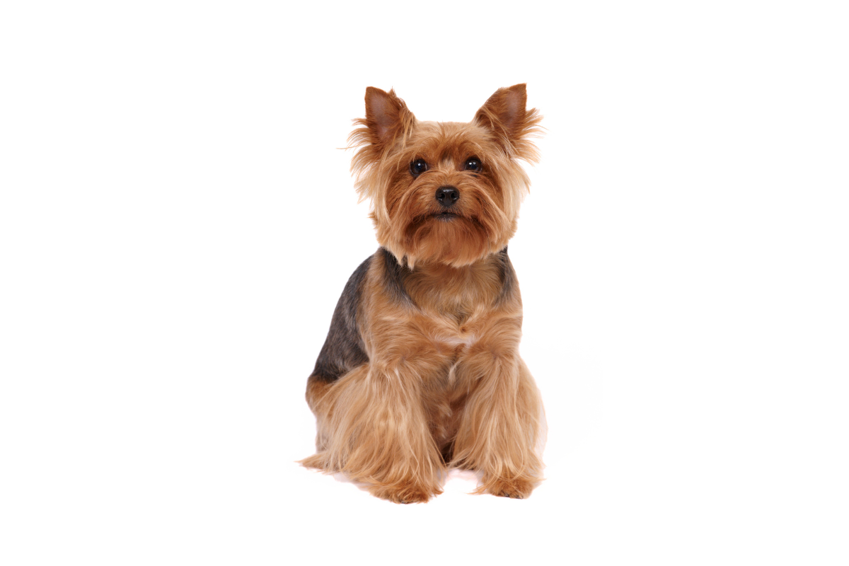 Legowiska dla Yorkshire terrier