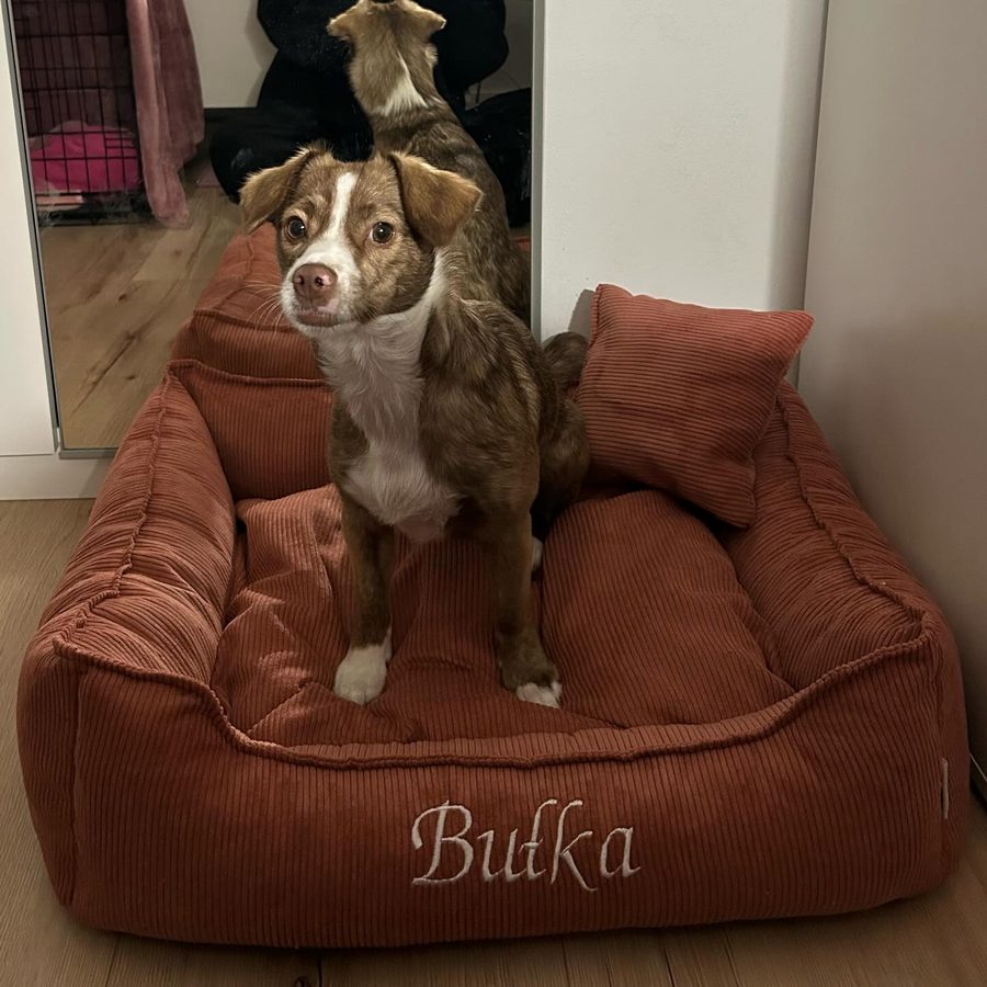 Bułka