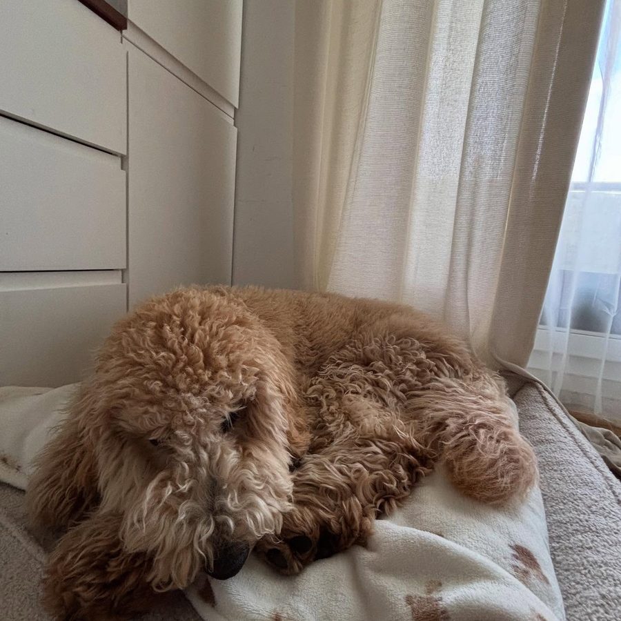 Fargo — goldendoodle
