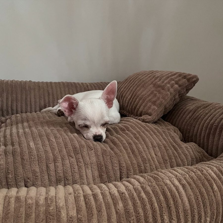 Mia — chihuahua
