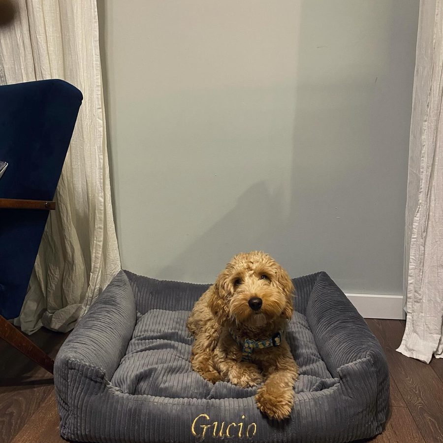Gucio — cockapoo
