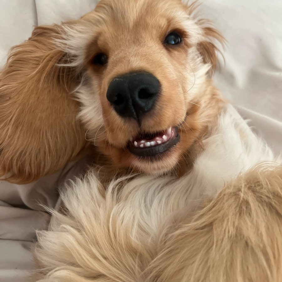 Rysiu — cocker spaniel angielski