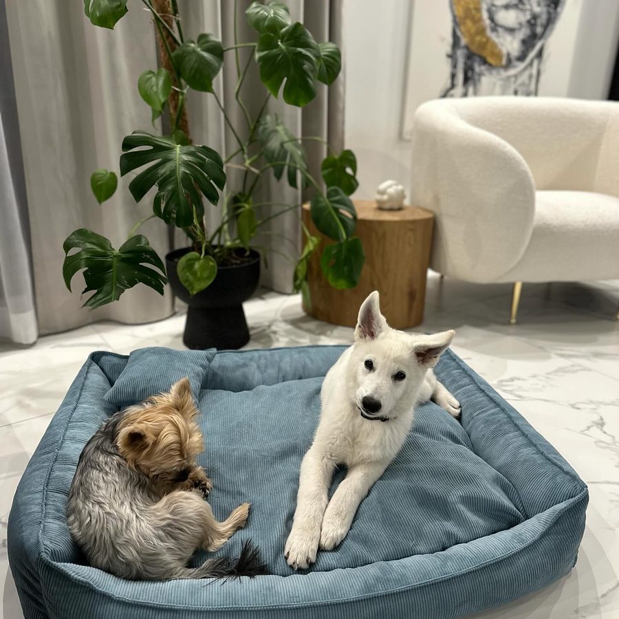 Bella i Kodi