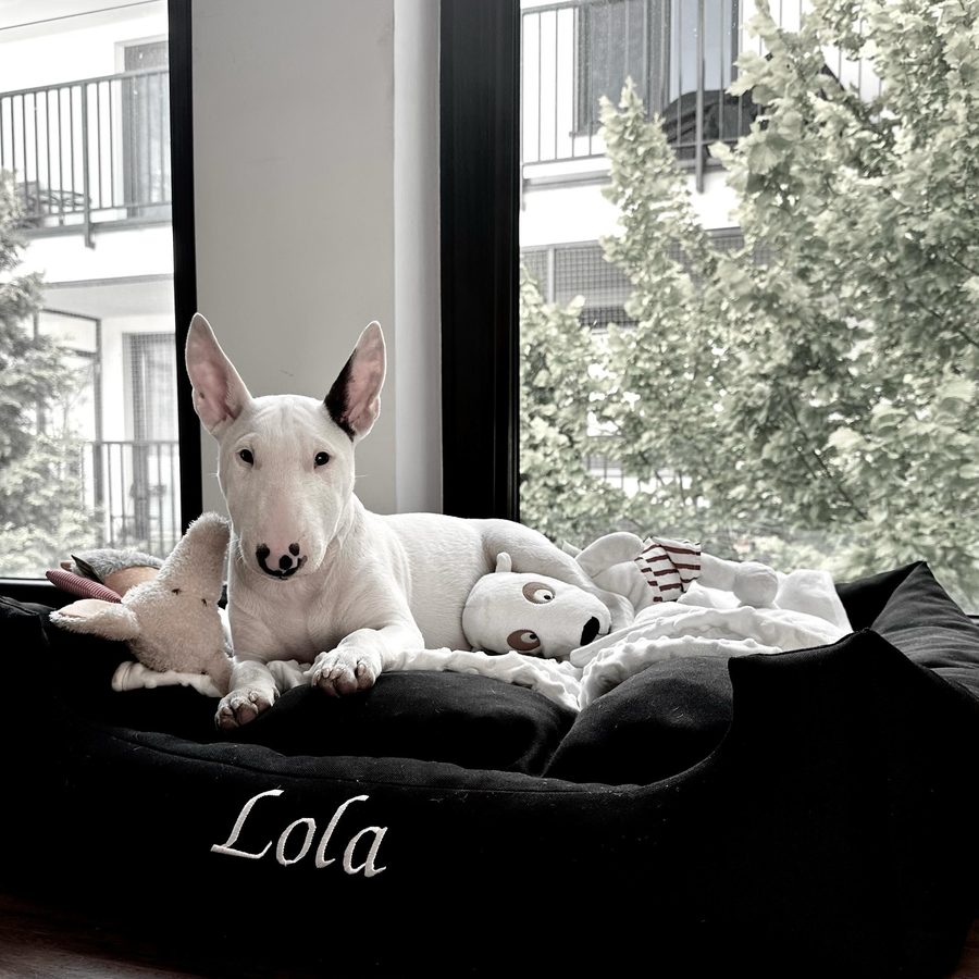 Lola — bulterier miniaturowy