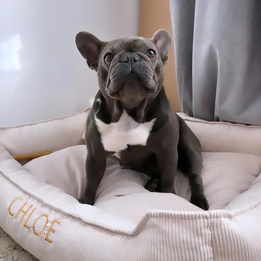 Chloe — buldog francuski