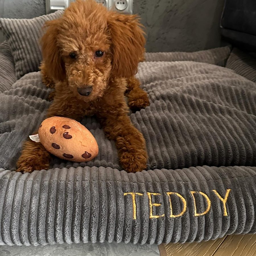 Teddy — pudel miniaturowy