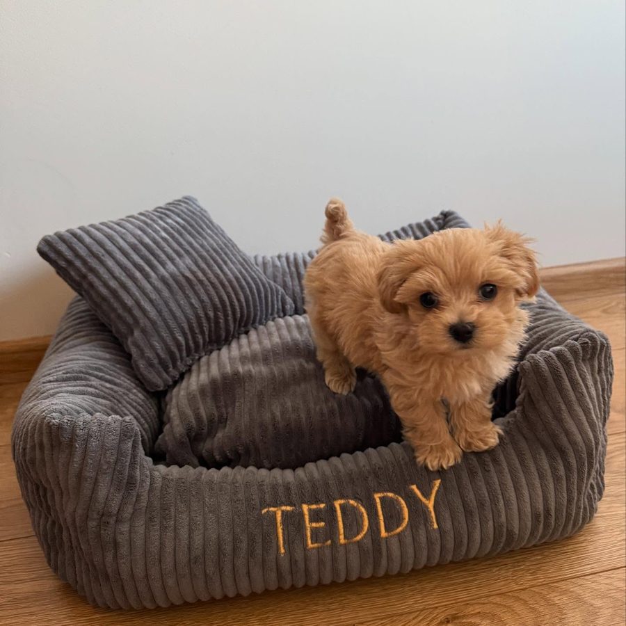 Teddy — maltipoo